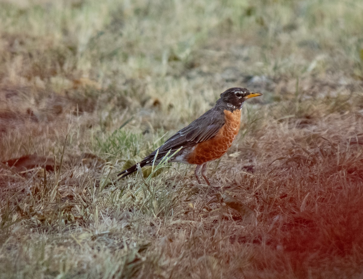 American robin standing in grass with its orange breast in profile