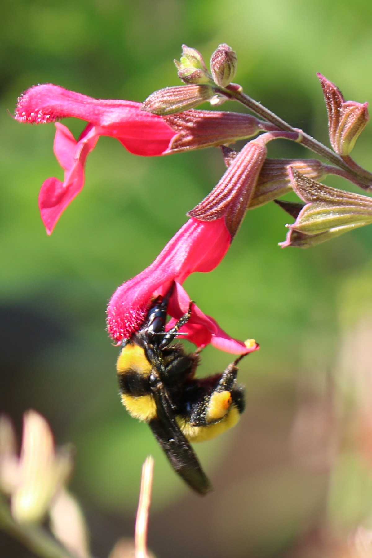 Close-up of a bumblebee pollinating a pink salvia flower