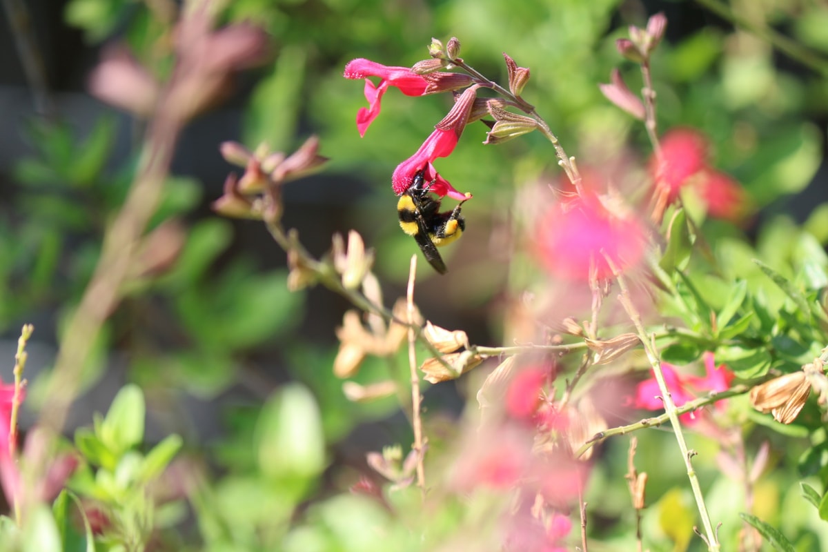 Bumblebee feeding among bright pink flowers in a sunny garden